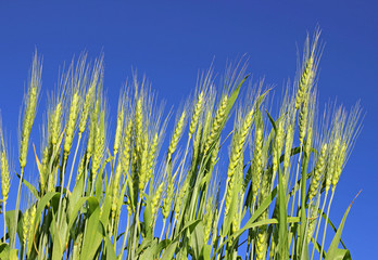 Obraz premium Rye ears in the field