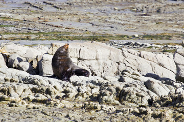 Fototapeta premium Kaikoura Fur Seal