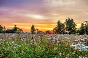 Sunset in summer field