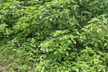 Obraz premium Bushes in Bouake