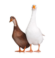 Duck and goose