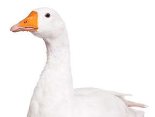 Domestic goose