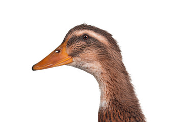 Domestic duck