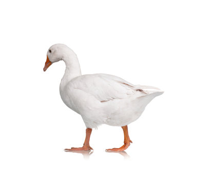 Domestic goose