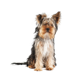 yorkshire terrier puppy dog sitting