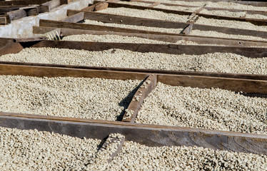 Drying coffee beans after the wet processing