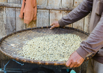coffee beans in threshing basket