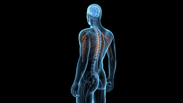 Medical animation - highlight of the nervous system - loop