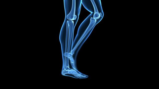 Medical animation of a walking guy - visible bones
