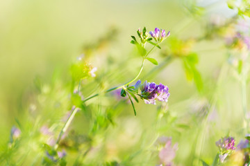 Flowers in field