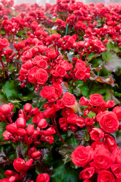 Fototapeta Red big begonia