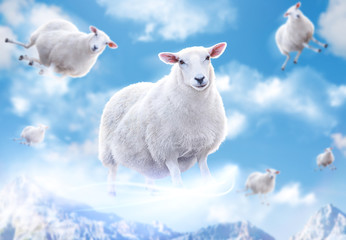 Moutons dans les nuages