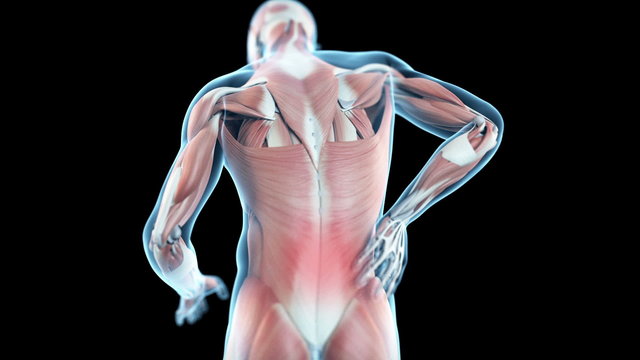 Medical animation of a man having a backache