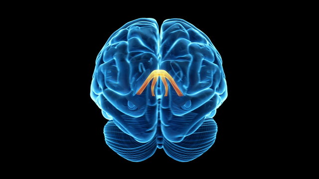 Medical animation showing the fornix