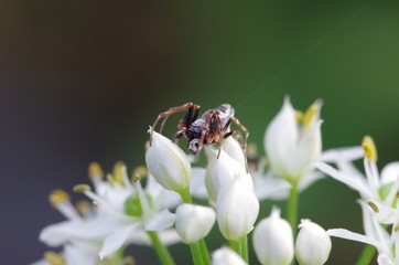 にらの花とクモ