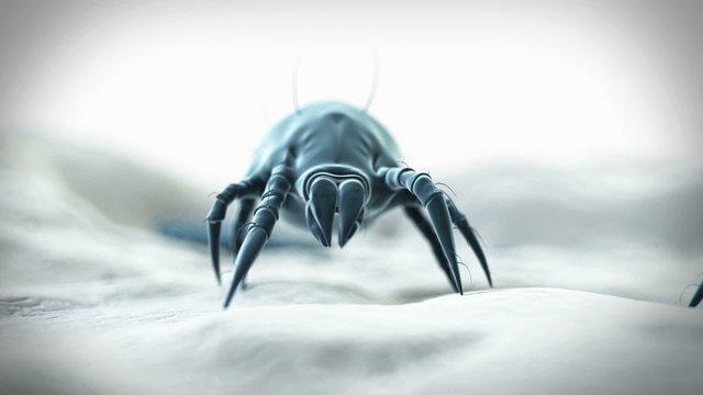 Medical animation of a dust mite
