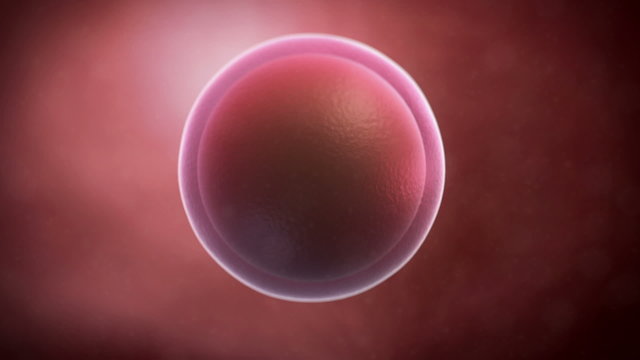 Animation of a human egg cell