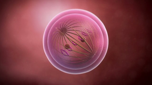 Animation of a cell mitosis