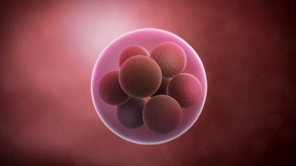 Human cell - 8 cell stage