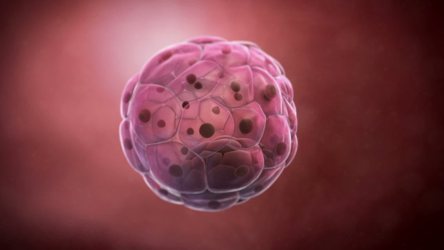 Animation of a human blastocyst