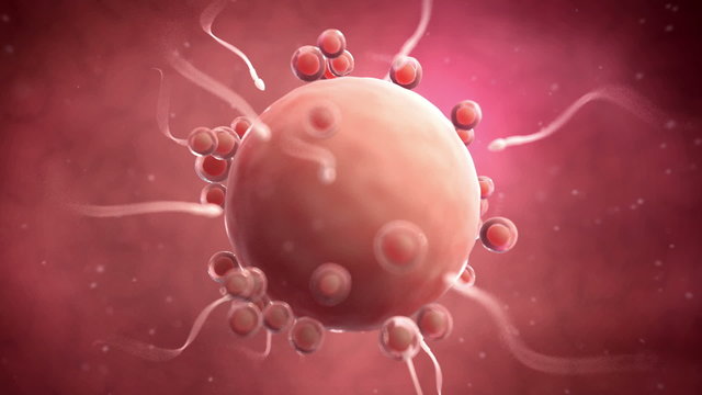 Animation of a fertilization animation