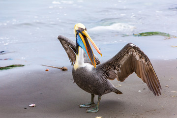 Pelican on Ballestas Islands,Peru  South America