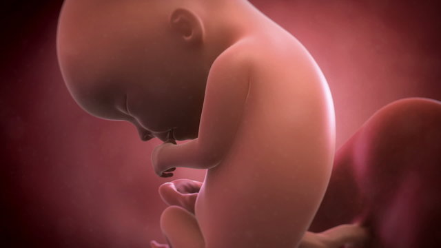 Fetus Animation - Week 13