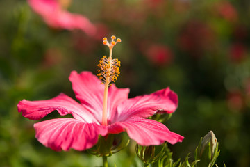ハイビスカス