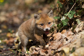 bébé renard qui marche