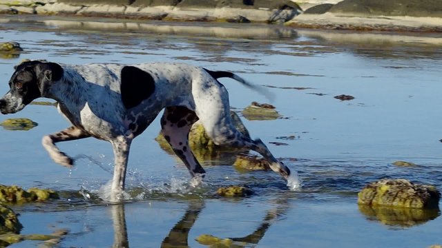 Dog playing in water.