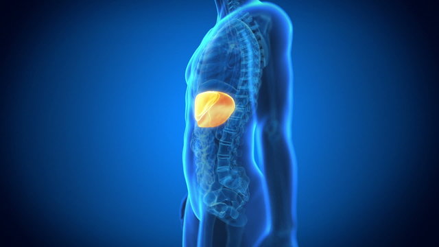 Medical animation - male organs - liver