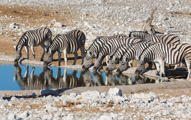 Fototapeta na wymiar Zebry przy wodopoju