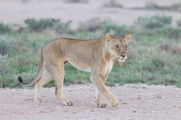 Naklejka na ściany i meble Lioness walking on the plains of Etosha