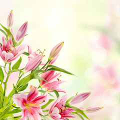 Pink lilies background