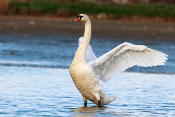 swan
