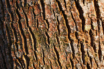 A close-up picture of a tree bark