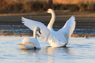 swan