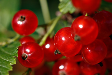 A close-up picture of a juicy red currants on a green background