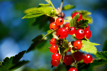 A close-up picture of a juicy red currants on a green background