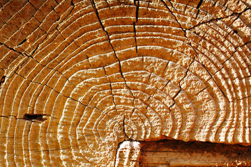 Natural details of sun dried wood of a 100 years old barn