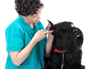 veterinarian
