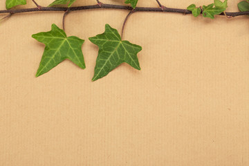 Decorative ivy on a background of a wrapping paper