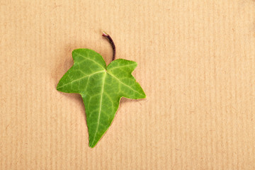 Decorative ivy leaf on a background of a wrapping paper