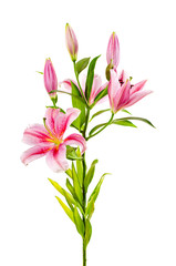 Obraz na płótnie Canvas Pink lily
