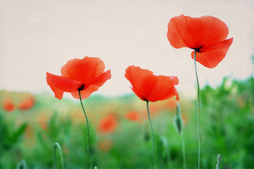 Klatschmohn zart