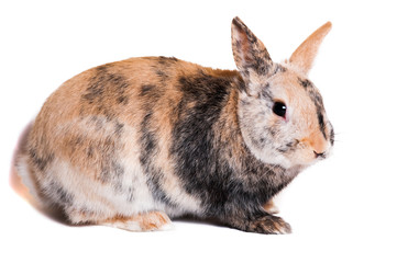 adorable and funny rabbit