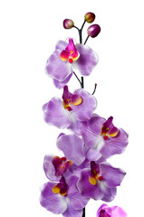 Naklejka na ściany i meble decorative orchid