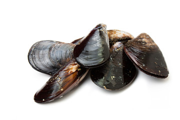 Fresh and raw mussels isolated