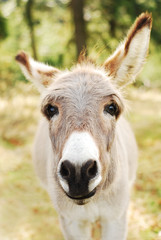Curious Donkey