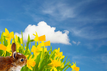 Osterhase vor Osterglocken